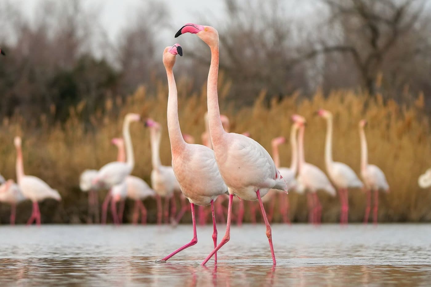 Les flamants roses du Méjean