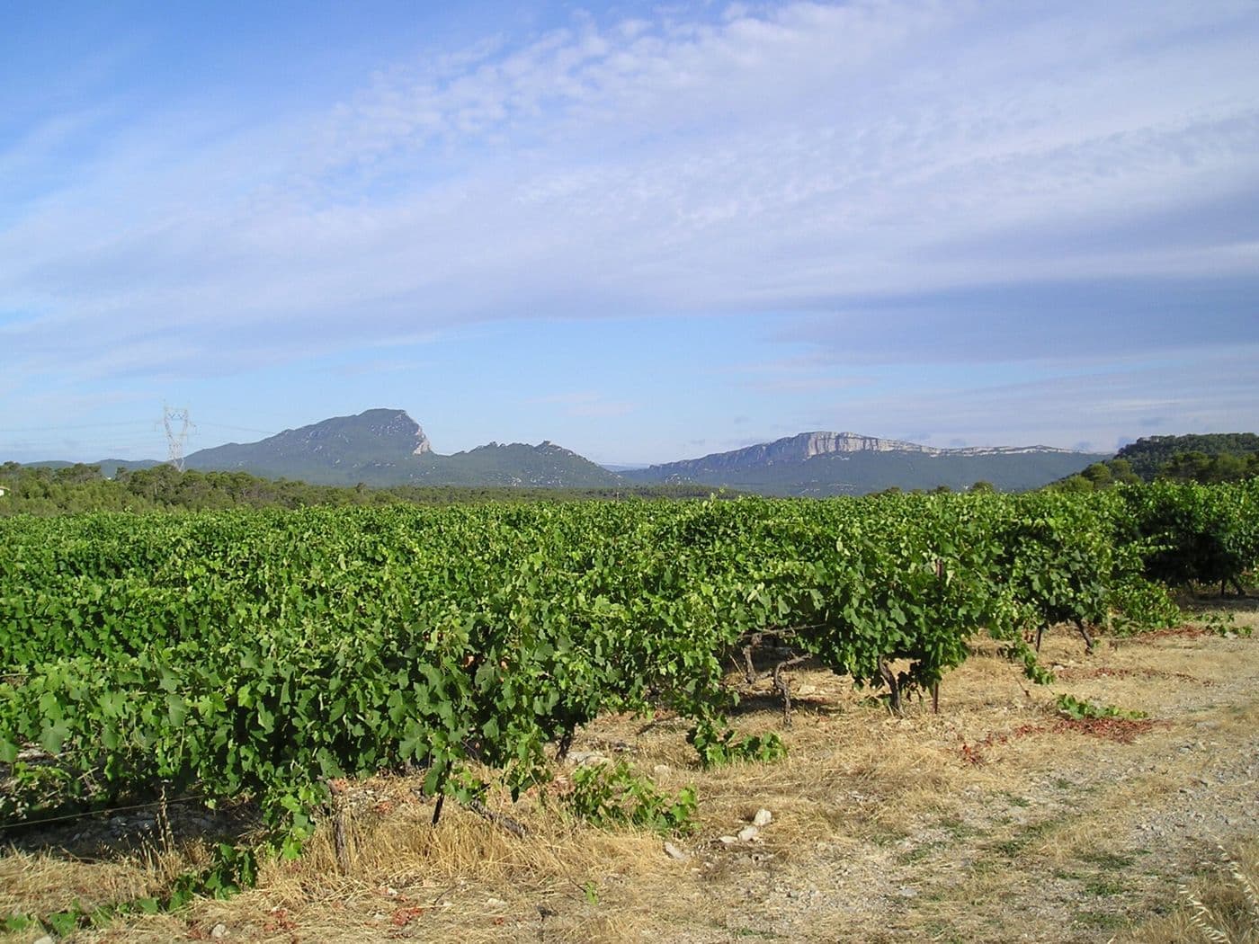 Le Pic Saint-Loup